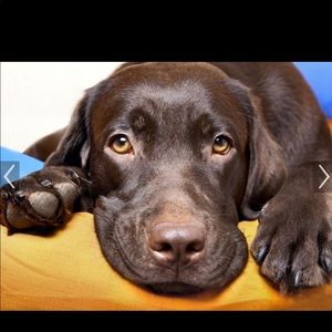 Meet your Posher, Desiree